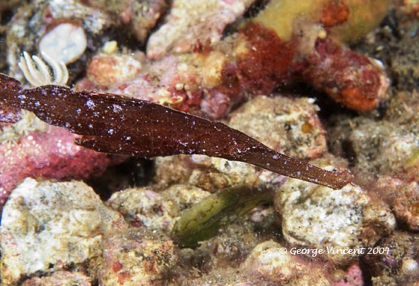 robustghostpipefish018 1194