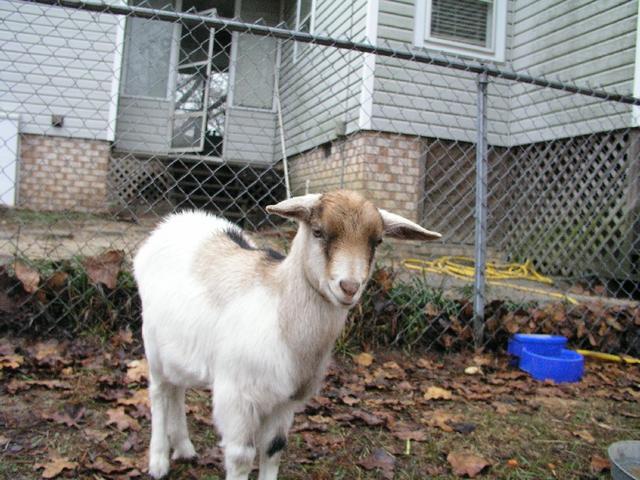 Goats039.JPG