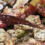 robustghostpipefish018 1194