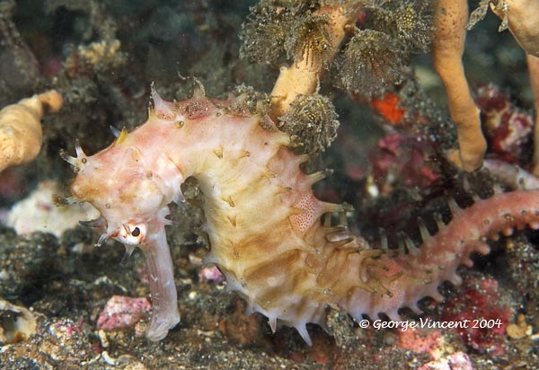 thornyseahorse013 0835