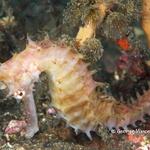 thornyseahorse013 0835