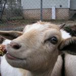 Goats042.JPG