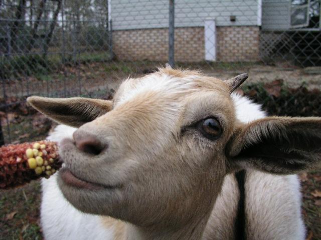 Goats042.JPG