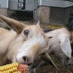 Goats043.JPG