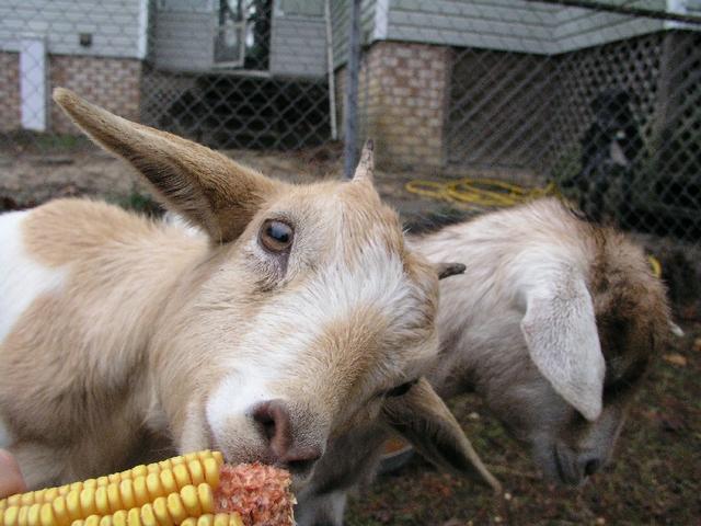 Goats043.JPG