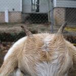 Goats045.JPG