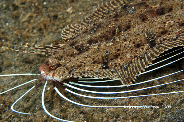 cockatooflounder025 1678