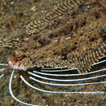 cockatooflounder025 1678