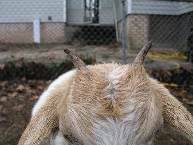 Goats045.JPG