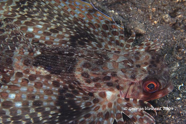 flyinggurnard025 1699