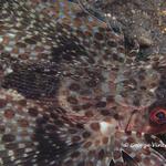 flyinggurnard025 1699