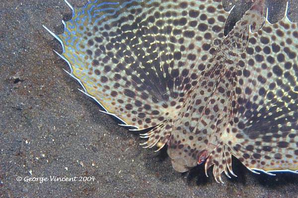 flyinggurnard028 1796