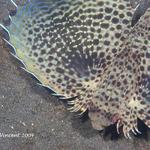 flyinggurnard028 1796