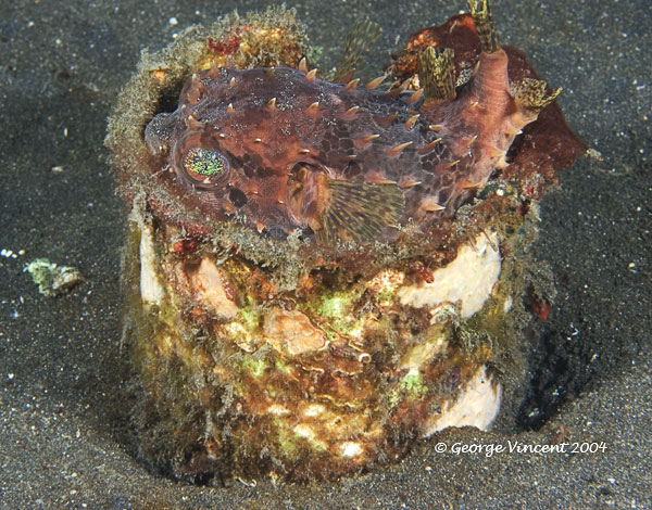 balloonfish028 1809