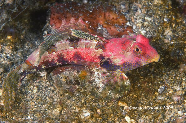 blenny021 1454