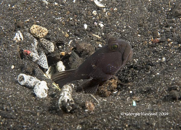 blenny028 1835