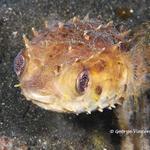 burrfish016 1044