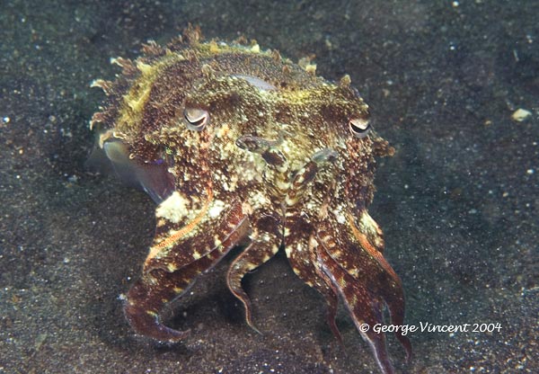 cuttlefish015 0974