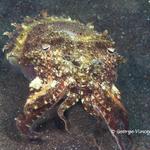 cuttlefish015 0974