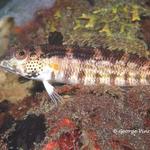 goby015 0964