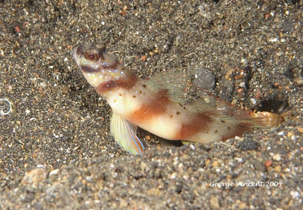 goby016 1026