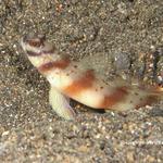 goby016 1026