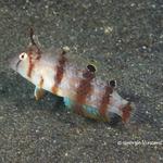 goby019 1302
