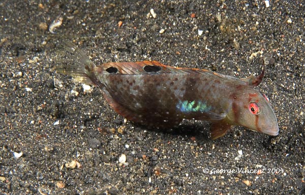 goby028 1774