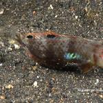 goby028 1774