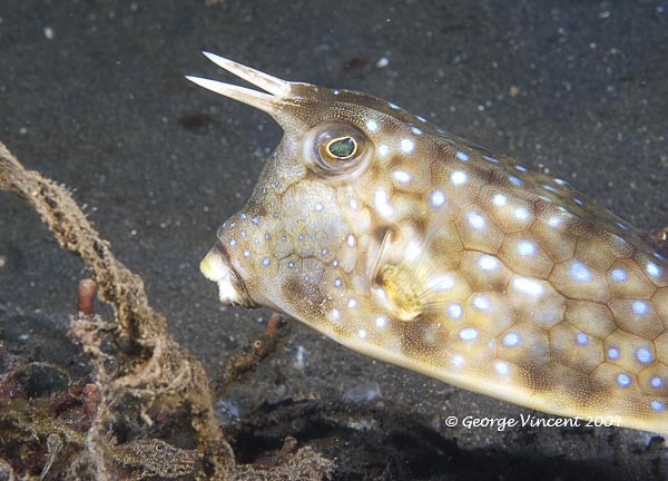 hornedcowfish028 1812