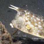 hornedcowfish028 1812