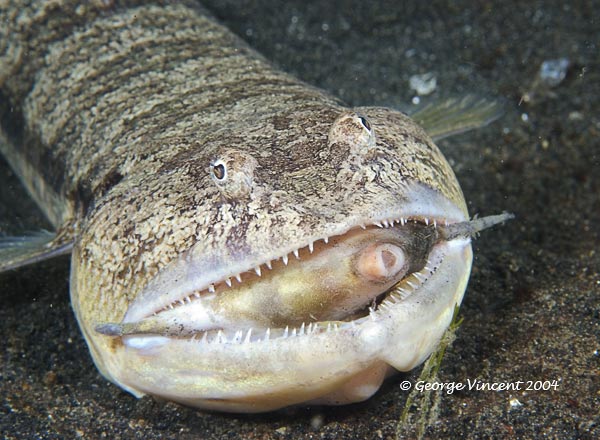 lizardfish015 0940