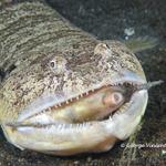 lizardfish015 0940