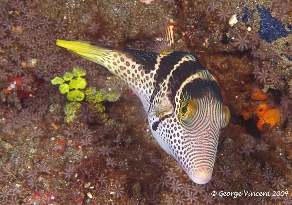 sharpnosepuffer013 0860