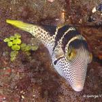 sharpnosepuffer013 0860