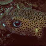 balloonfish