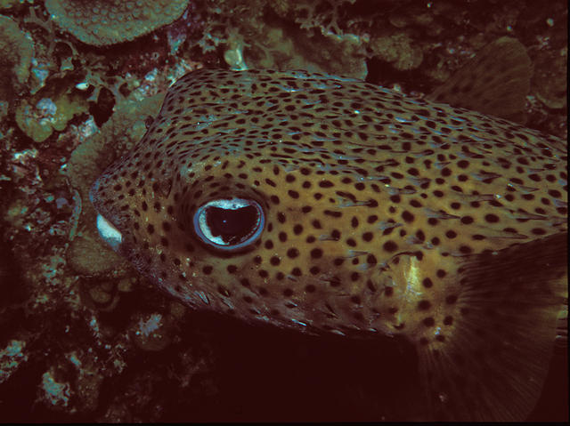 balloonfish