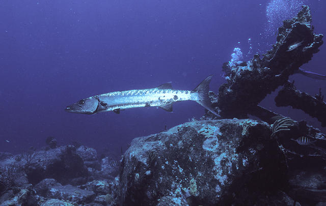 baracuda