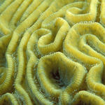 braincoral