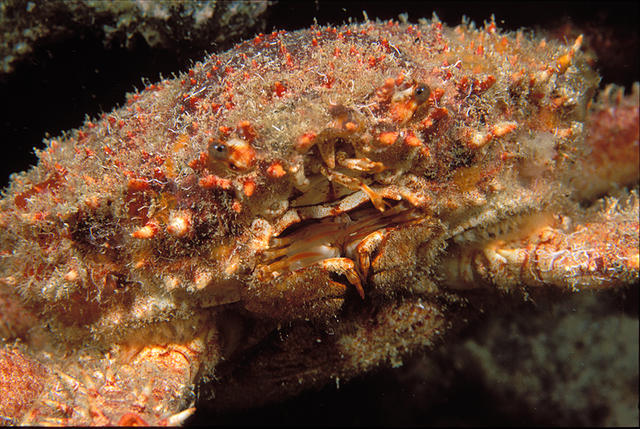 crab