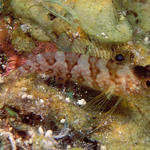 diamondblenny