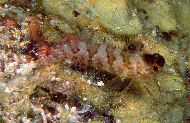 diamondblenny