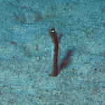 gardeneel