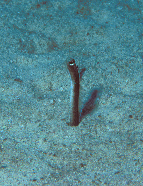 gardeneel