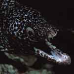 morayeel1