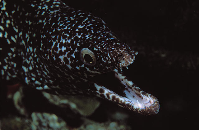 morayeel1