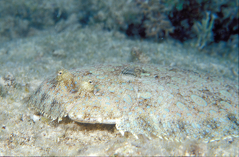 peacockflounder2