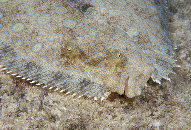 peacockflounder