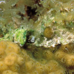 secblenny