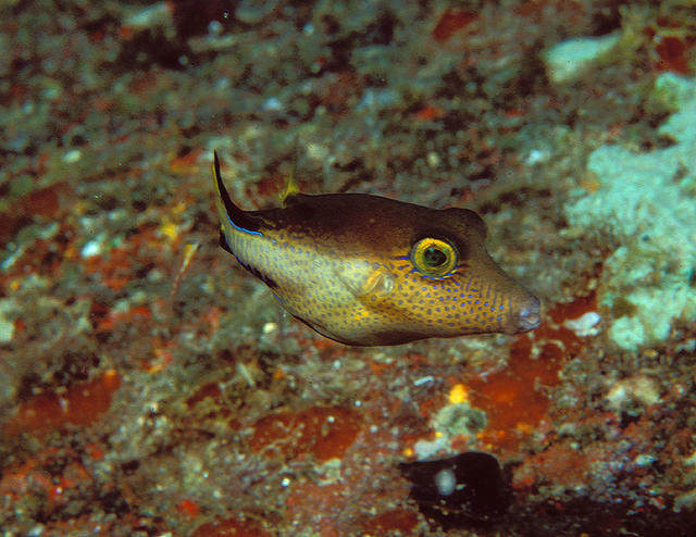 sharpnosepuffer